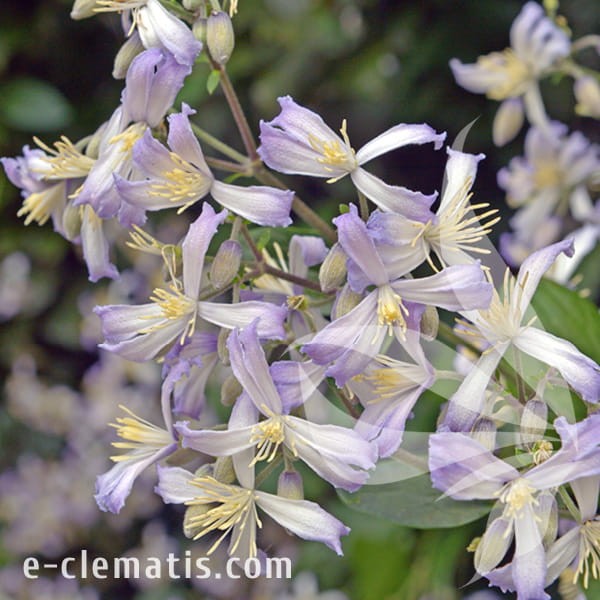 Clematis Praecox.jpg