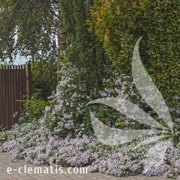 Clematis Praecox 1.jpg