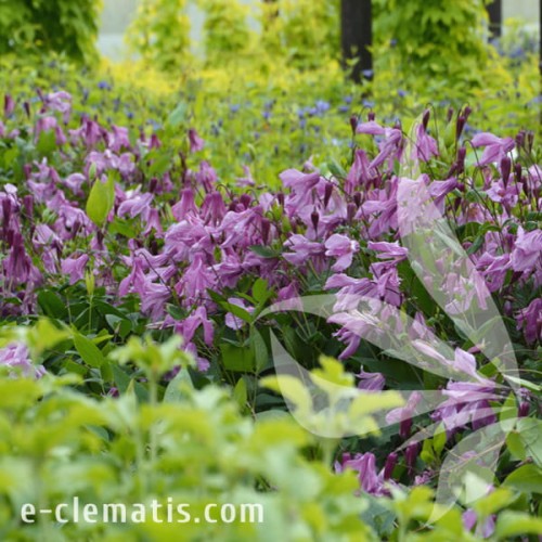 Clematis Alionushka 1.jpg