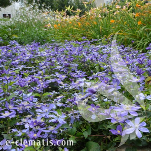 Clematis Arabella 1.jpg
