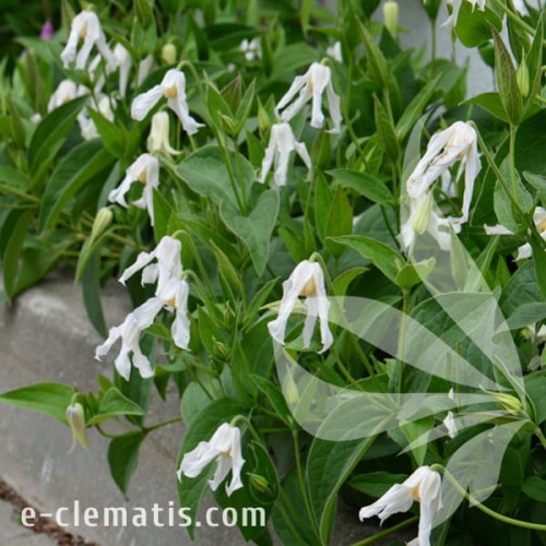 Clematis Hakuree 1.jpg