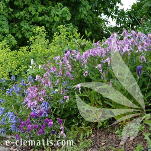 Clematis Hanjima 1.jpg
