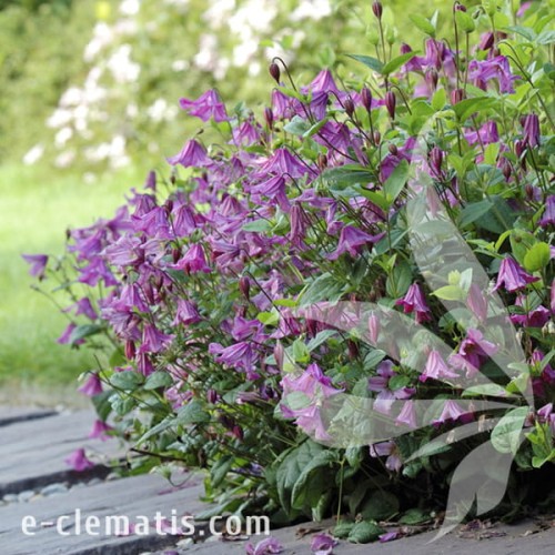 Clematis Heather Herschell 1.jpg