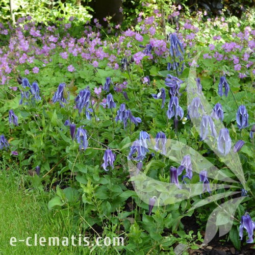 Clematis Little Artist 1.jpg