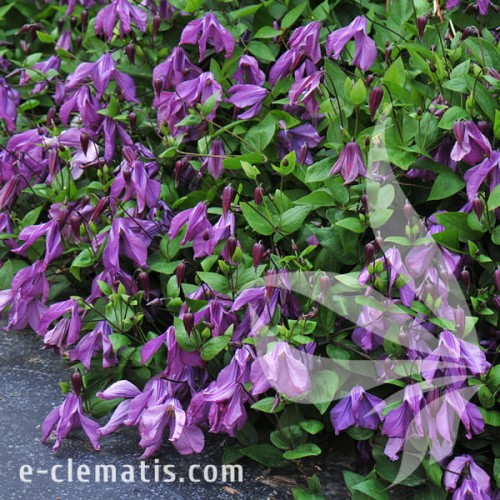 Clematis Pamiat Serdtsa 1.jpg