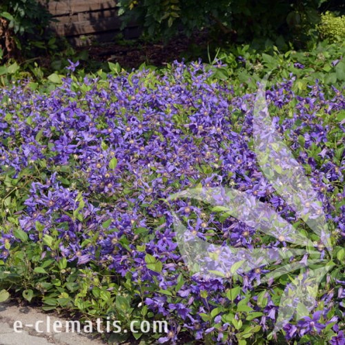 Clematis Sizaia Ptitsa 1.jpg