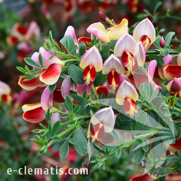 Cytisus Anreanus 1.jpg