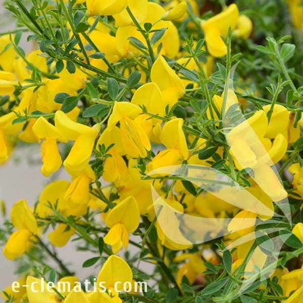 Cytisus Golden Sunlight 1.jpg