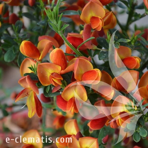 Cytisus Lena 1.jpg