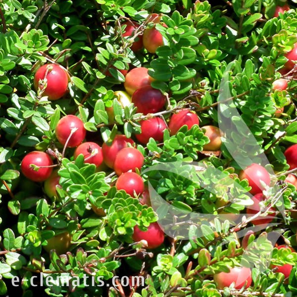 Vaccinium macrocaron Early Black 1.jpg