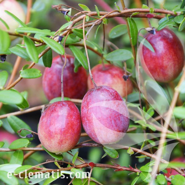 Vaccinium macrocaron Pilgrim 1.jpg