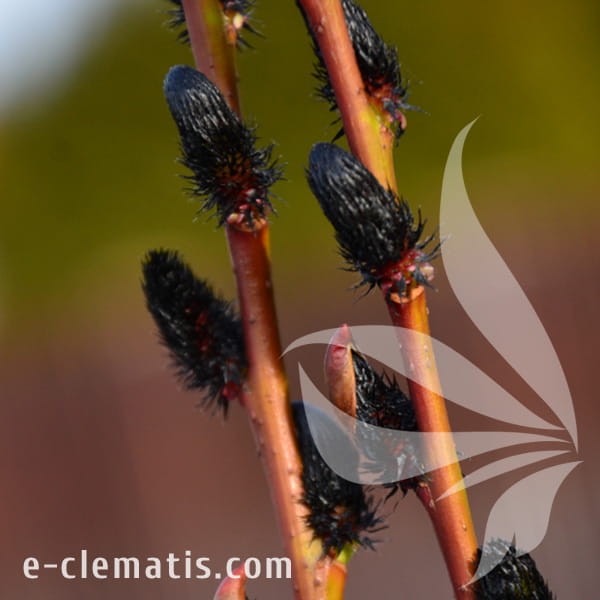 Salix  gracilistyla Melanostachys 1.jpg