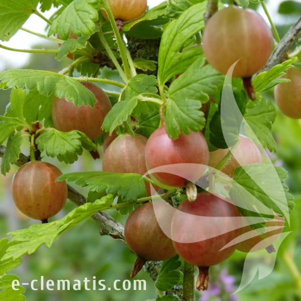 Ribes uva-crispa Captivator 1.jpg