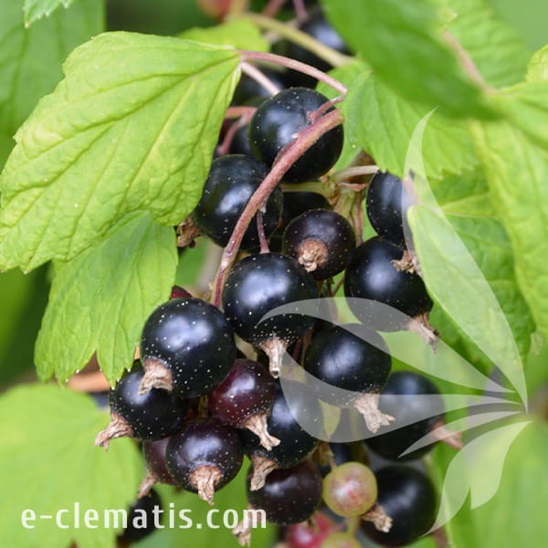 Ribes nigrum Titania 1.jpg