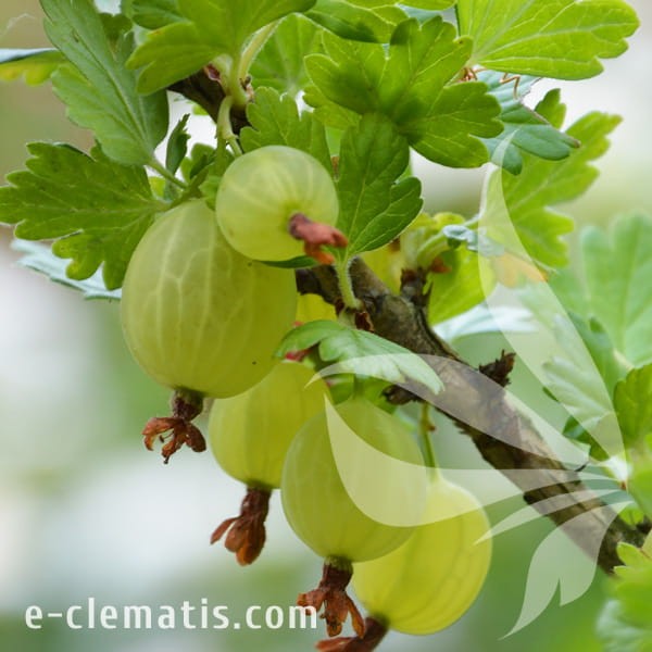Ribes uva-crispa Hinnonmaki Gron 1.jpg