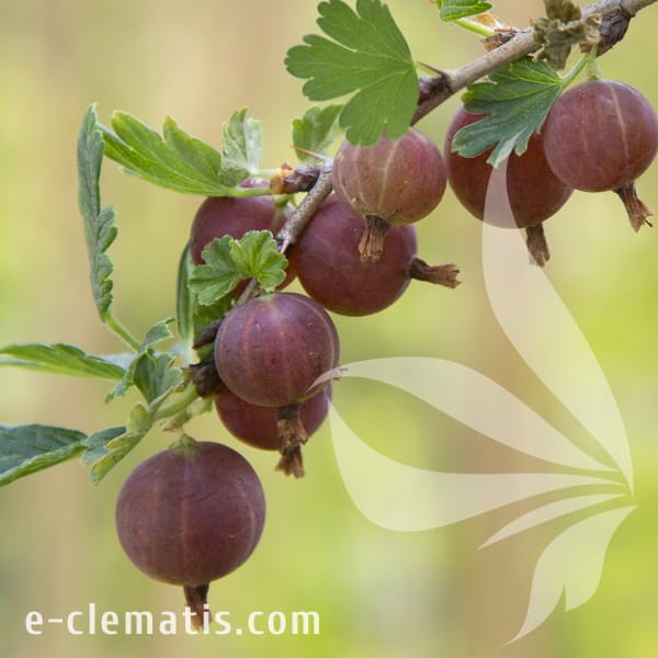 Ribes uva-crispa Hinnonmaki Rod 1.jpg