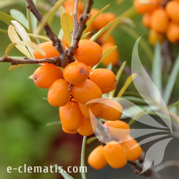 Hipopphare rhamnides Eva 1.jpg