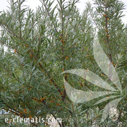 Hipopphare rhamnides Eva 2.jpg