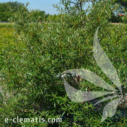 Hipopphare rhamnides Otto 2.jpg