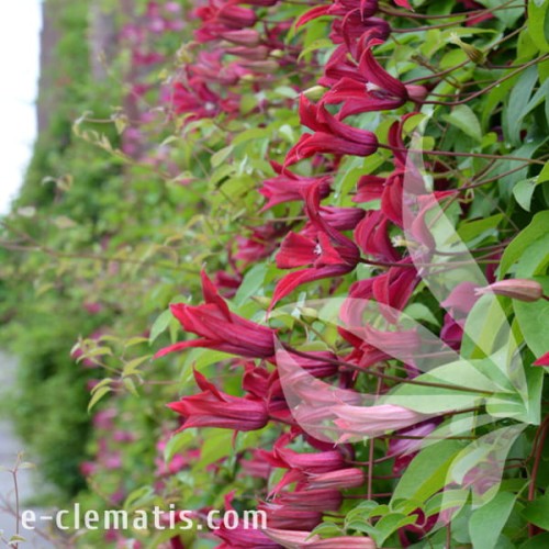 Clematis Gravetye Beauty 2.jpg