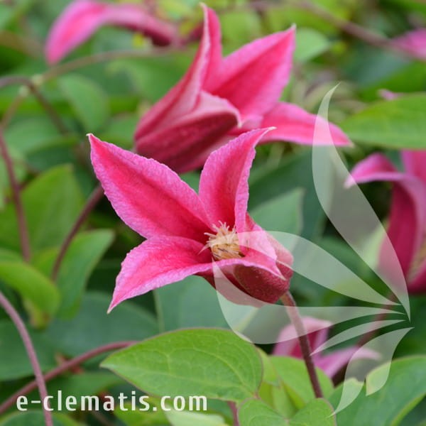 Clematis Happy Diana 1.jpg