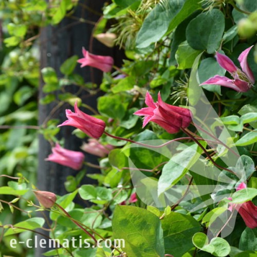 Clematis Happy Diana 2.jpg