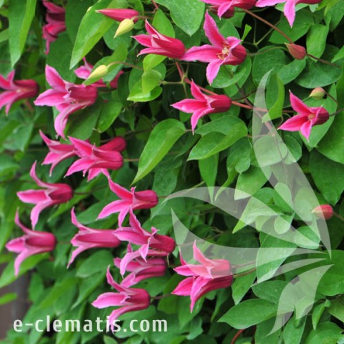 Clematis Princess Diana 2.jpg