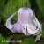 Clematis Crispa Angel.jpg