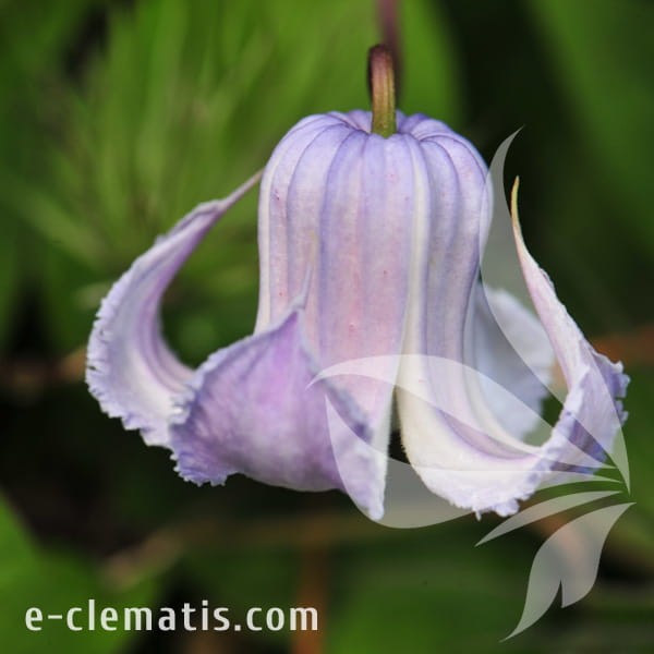 Clematis Crispa Angel.jpg