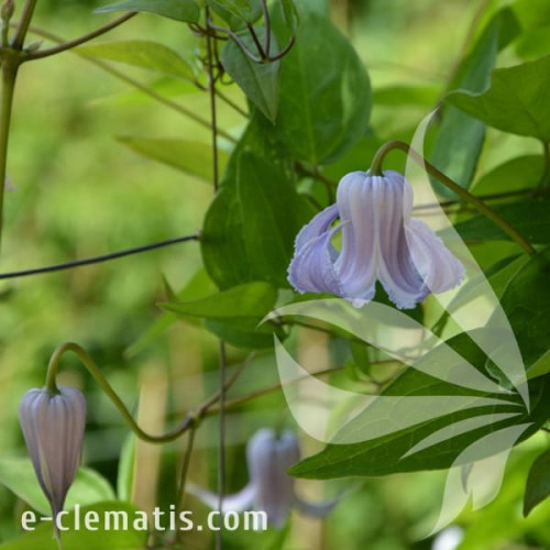 Clematis Crispa Angel 1.jpg