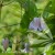 Clematis Crispa Angel 1.jpg