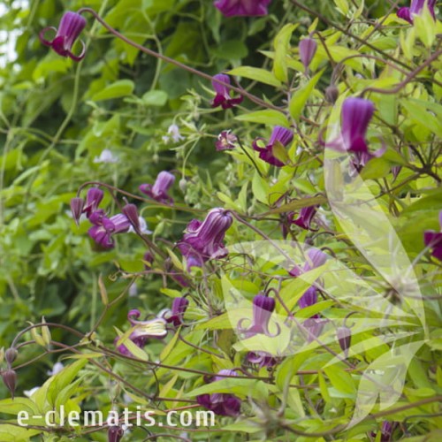 Clematis Princess Red 1.jpg