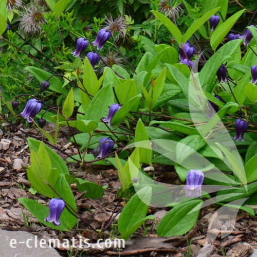 Clematis Sophie 1.jpg
