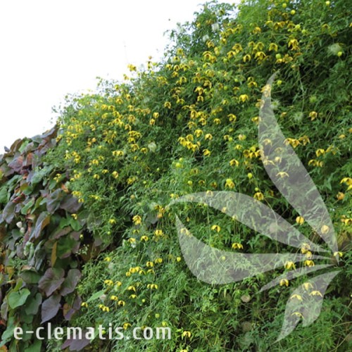Clematis Bill MacKenzie 1.jpg