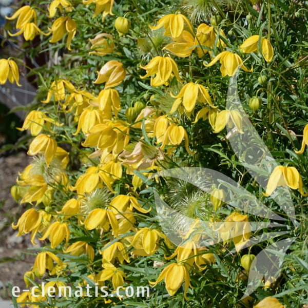 Clematis Kaśka 1.jpg