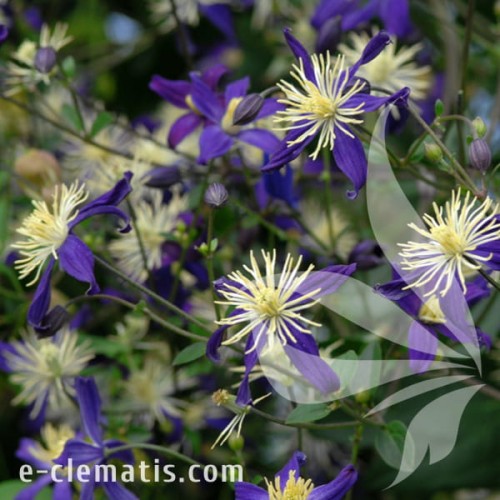 Clematis aromatica 1.jpg
