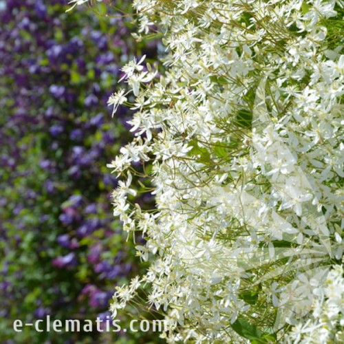 Clematis mandschurica 1.jpg