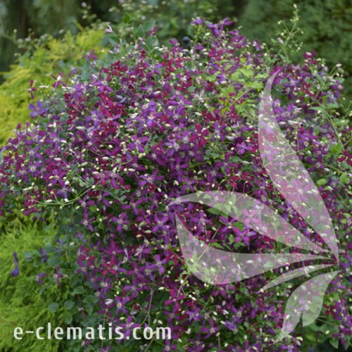 Clematis Sweet Summer Love 1.jpg