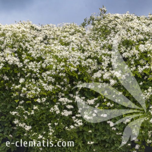 Clematis terniflora Early Snow 1.jpg