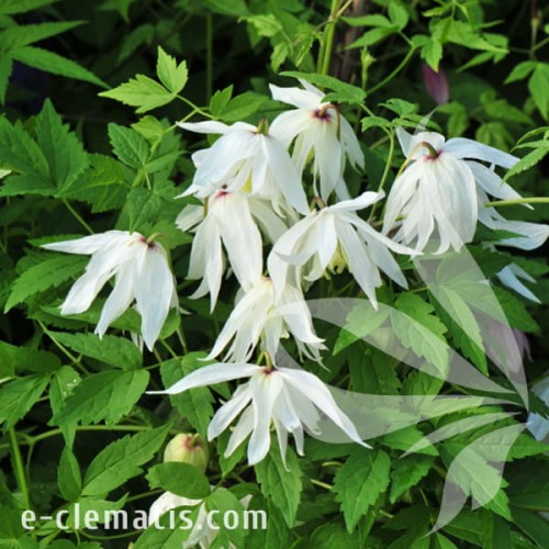 Clematis Albina Plena 1.jpg