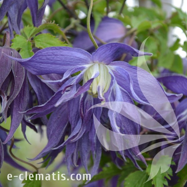 Clematis Blue Surprise.jpg