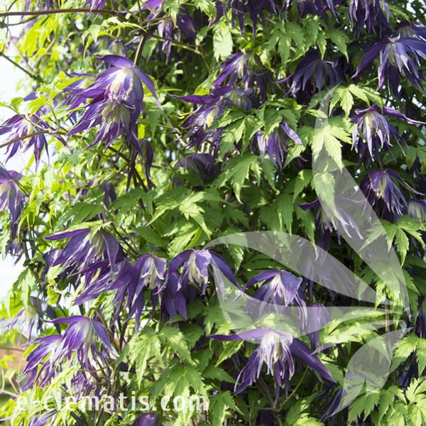 Clematis Blue Surprise 1.jpg