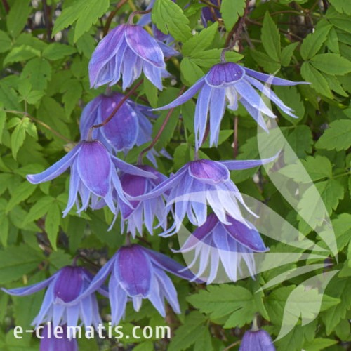 Clematis Cecile 1.jpg