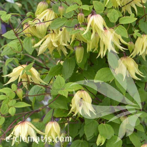 Clematis Golden Dream 1.jpg