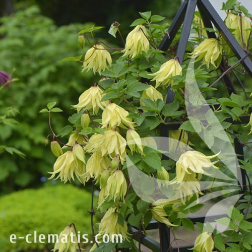Clematis Golden Surprise 1.jpg