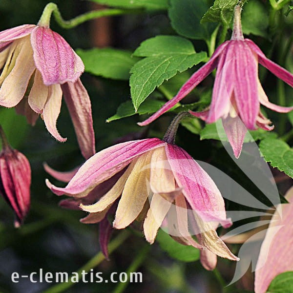 Clematis Janny.jpg