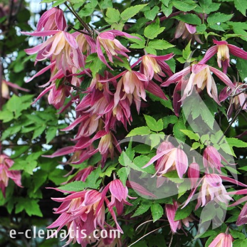 Clematis Janny 1.jpg