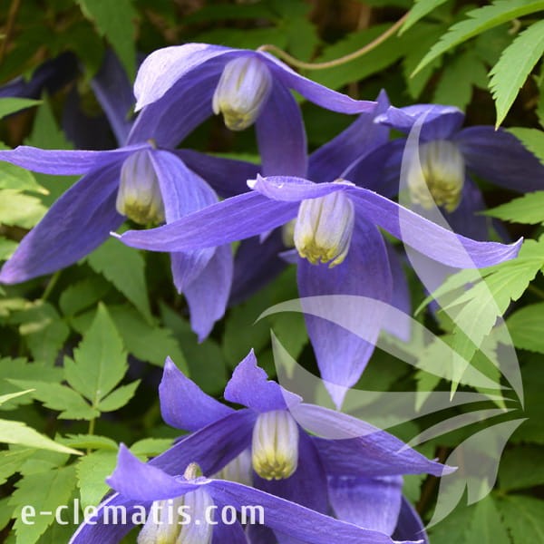 Clematis Jiska.jpg