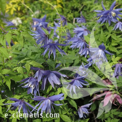 Clematis Lagoon 1.jpg