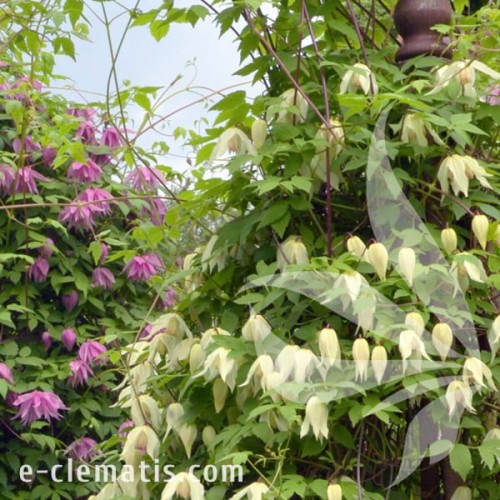 Clematis Lemon Beauty 1.jpg